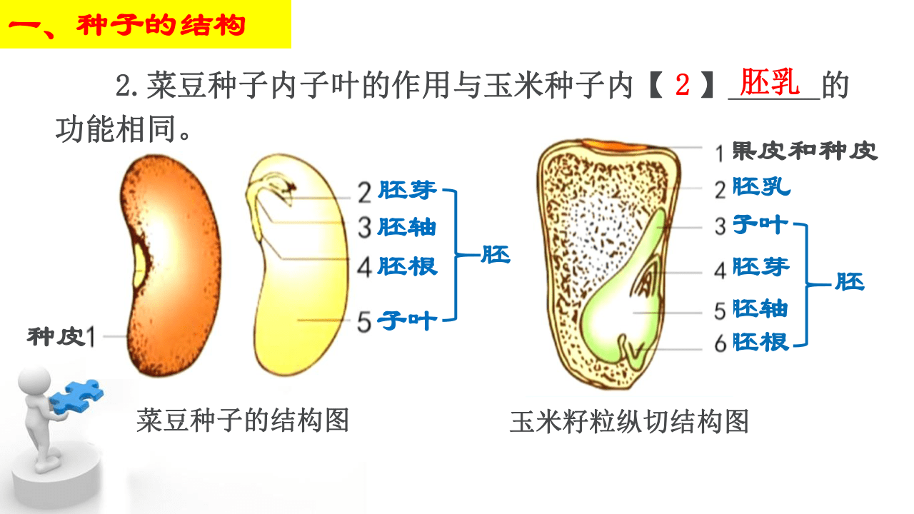 七上生物菜豆结构图图片