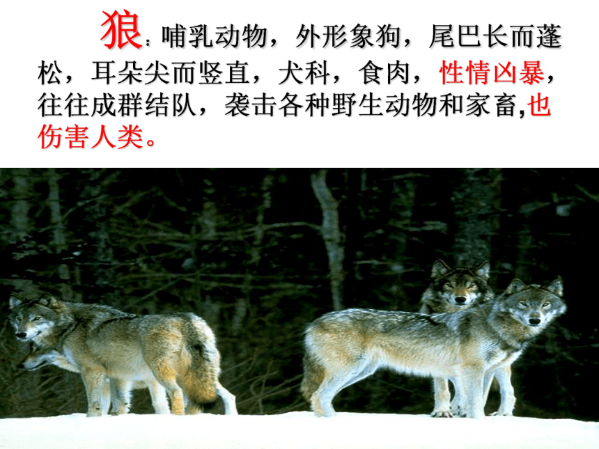 鹿和狼的故事 课件  (共23张PPT)