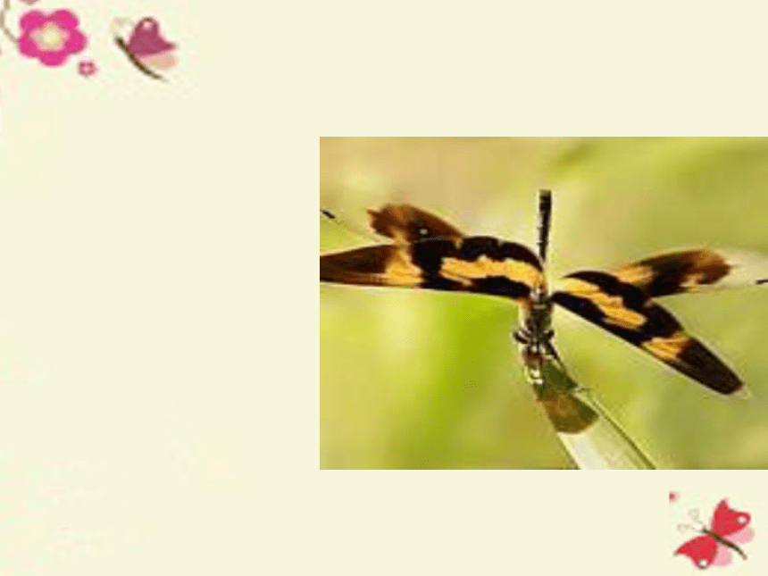 《放飞蜻蜓》课件7