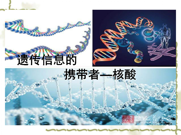 高中生物人教版必修1第二章第3节《遗传信息的携带者——核酸》 课件(共29张PPT)