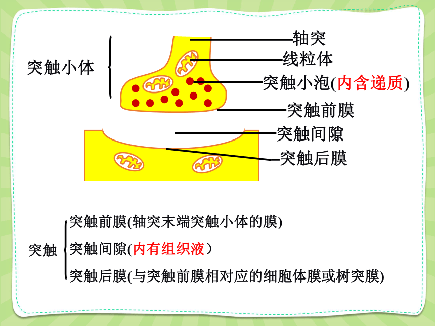 高中生物人教版必修3 第二章第1节通过神经系统的调节第2课时 课件（34PPT）