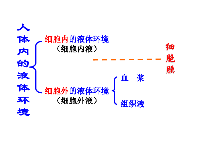 上海版八年级上册生物  1.2.2 人体的内环境 课件 (16张PPT)