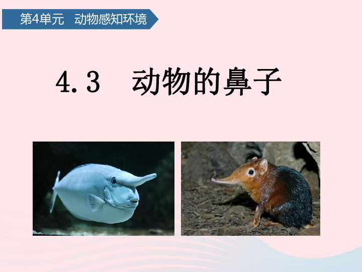 第四单元动物与环境第13课动物的鼻子课件青岛版五四制(共13张PPT)