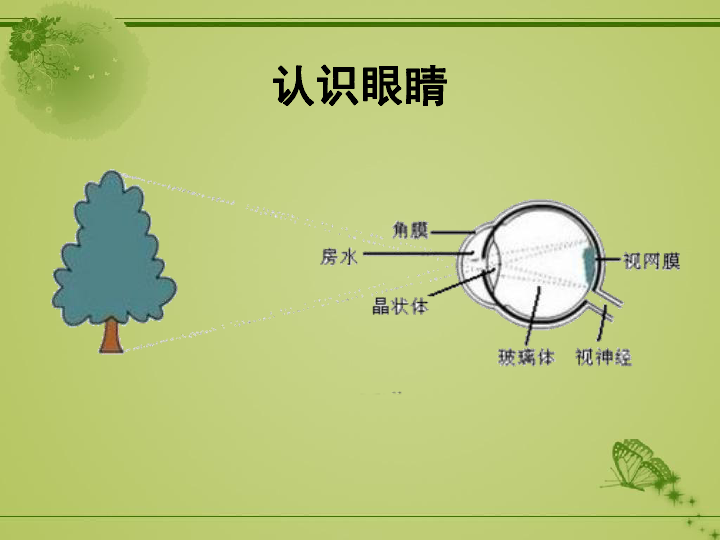 二年级体育课件-保护我们的眼睛 全国通用 (共22张PPT)