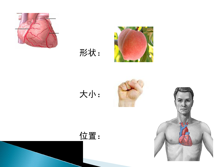 4.3心脏和血液循环 课件  (23张PPT)