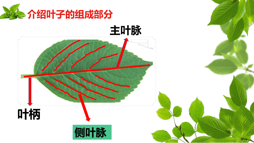 人教版二年级美术下册课件-第8课　叶子上的小“血管”( 11张PPT)