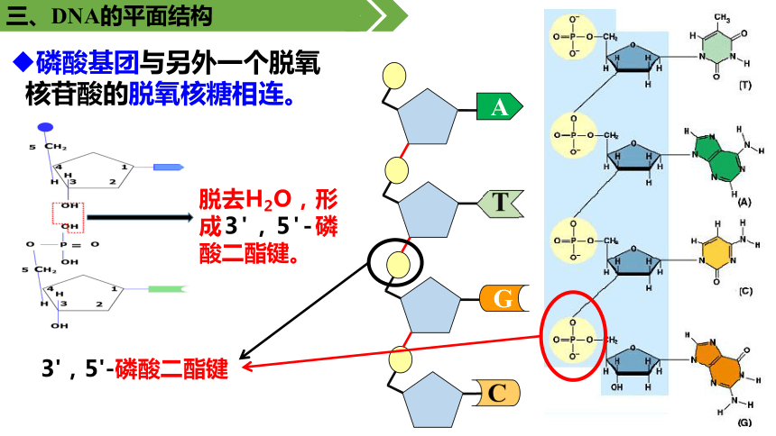 核苷酸连接方式简图图片