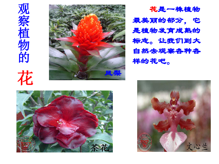12植物的花 课件（19张PPT）