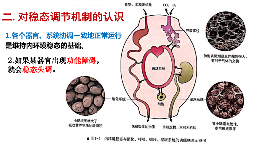 内环境稳态概念图图片