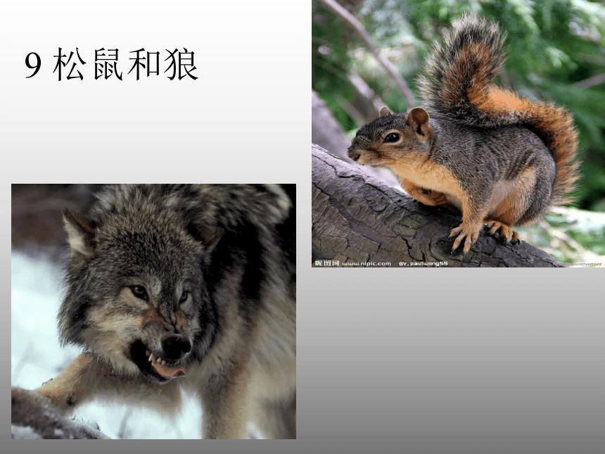 语文一年级下湘教版3.9《松鼠和狼》课件