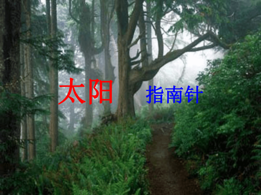 语文二年级下浙教版3.11《要是你在野外迷了路》课件