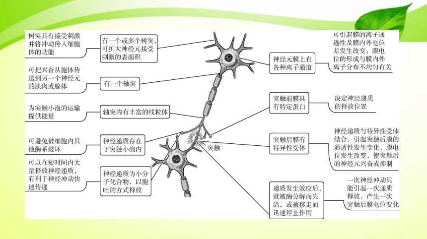 高考生物二輪總複習導學案生物熱點主題神經元的結構和功能相適應信息