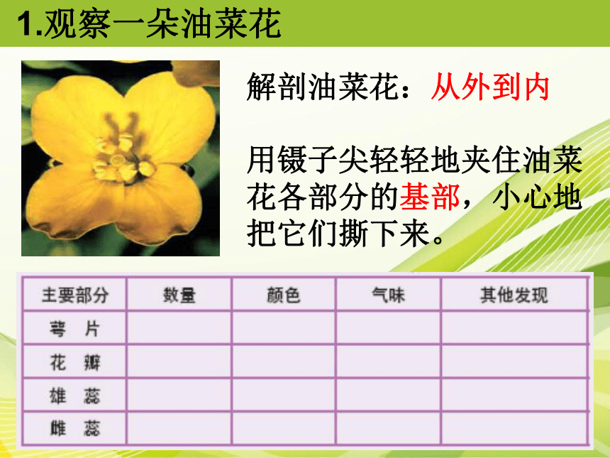 1油菜花开了 课件