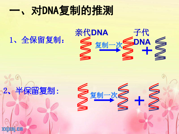 新人教版高中生物必修二3．3《DNA的复制》（共36张PPT）