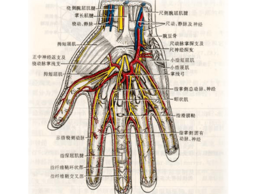 腕关节血管解剖图图片