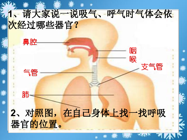 肺门在人体位置图图片