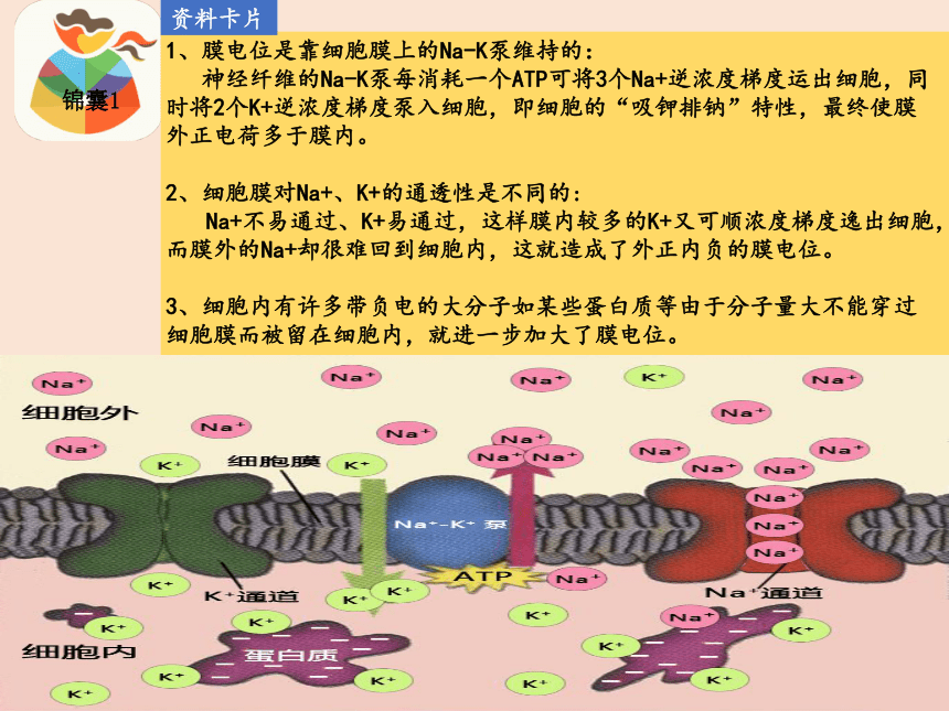 《神经系统中信息的传递 和调节》 课件  (共24张PPT)