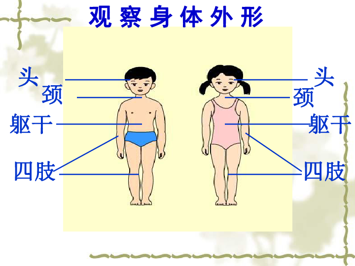 四年级上册科学经典上课课件41身体的结构教科版22张ppt