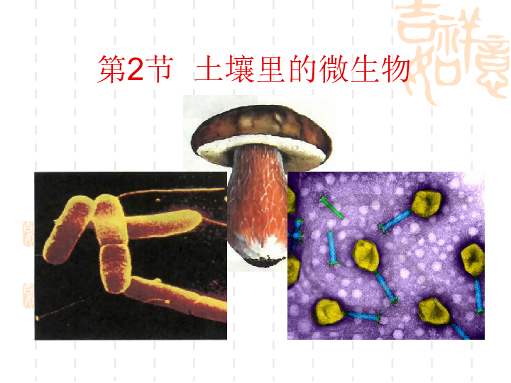 苏科版七下生物  13.2 土壤里的微生物 课件（34张PPT）
