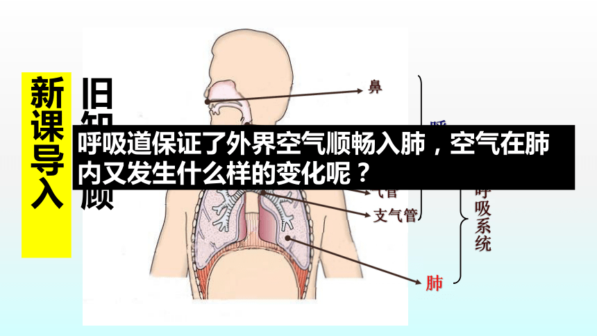 人教版  4.3.2   发生在肺内的气体交换  课件（28张PPT）