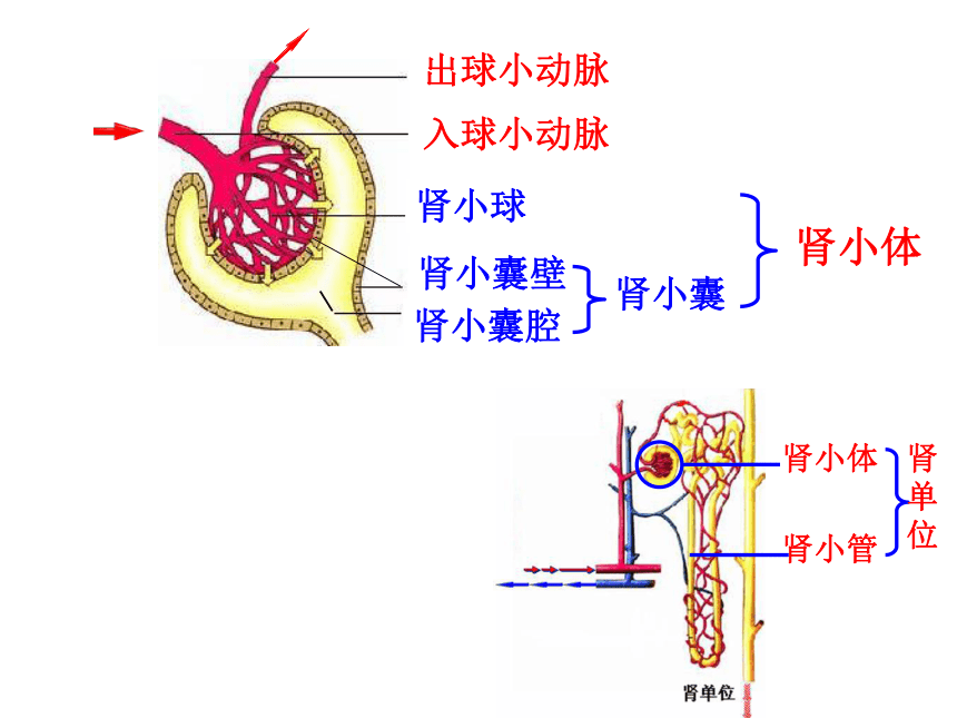 第一节 尿的形成与排出