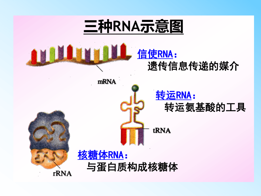 高中生物人教版必修二第四章第1节 基因指导蛋白质的合成   课件（55张PPT）