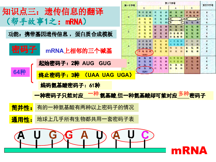 高中生物必修二课件：4.1基因指导蛋白质合成（复习课） (共17张PPT)