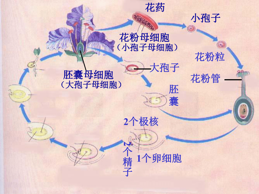 花的繁殖过程示意图图片