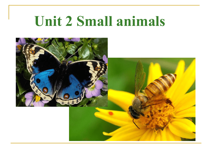 小学英语牛津上海(绿色上教版)一年级下册Unit 2 Small animals