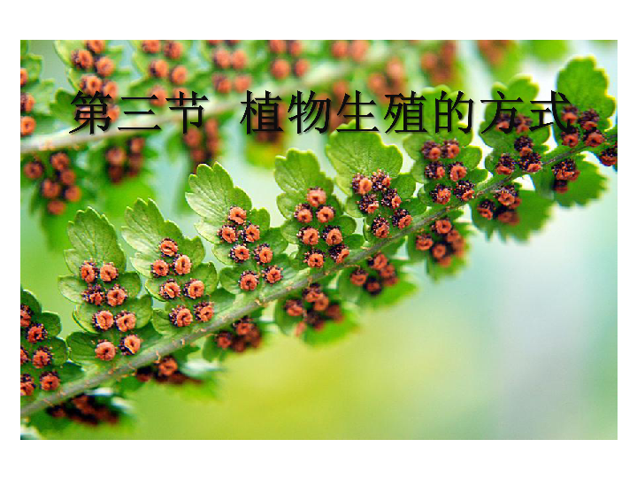 3 植物的生殖方式 课件(30张ppt)