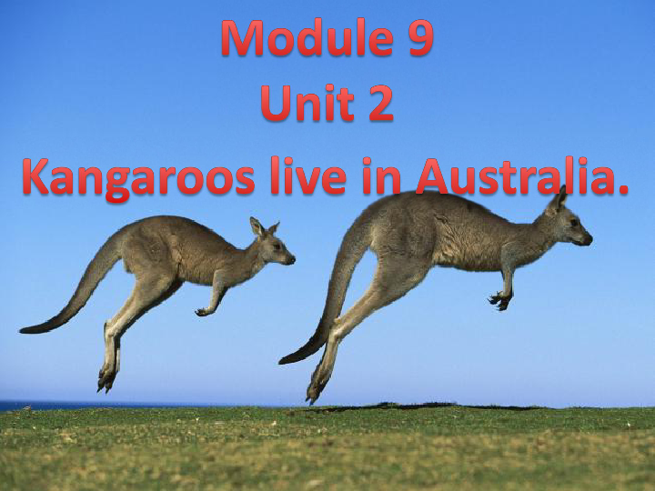 Module 9 Unit 2 kangaroos live in Australia 课件(共21张PPT)