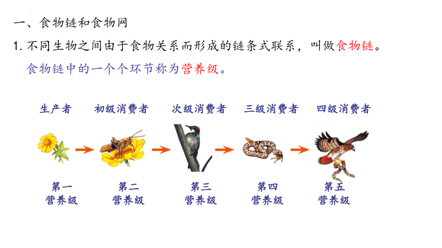 生物链和食物链图片