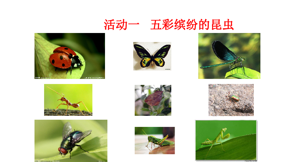 苏科版七年级下册生物 第12章第2节 昆虫 课件 （共14张PPT）