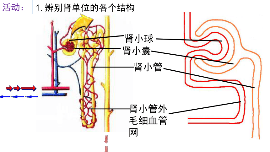 肾小叶的组成是什么图片