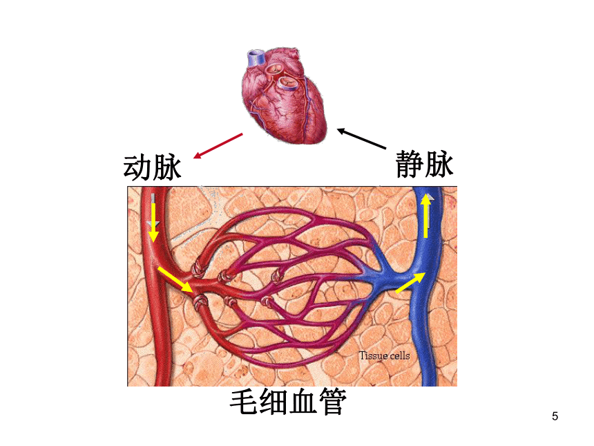 三根毛血管解剖图图片