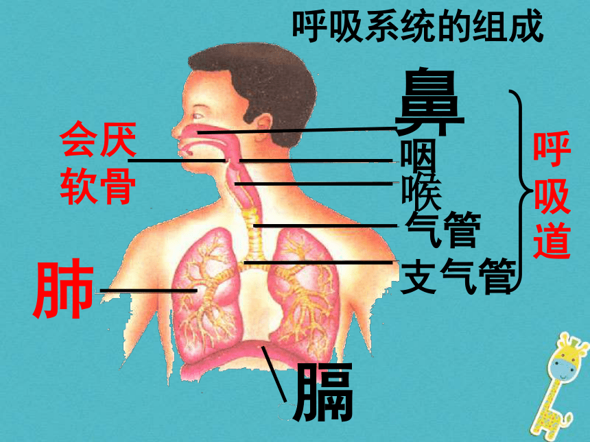 广东省中山市七年级生物下册第四单元第三章人体的呼吸（呼吸道对空气的处理）课件（新版）17张PPT            新人教版