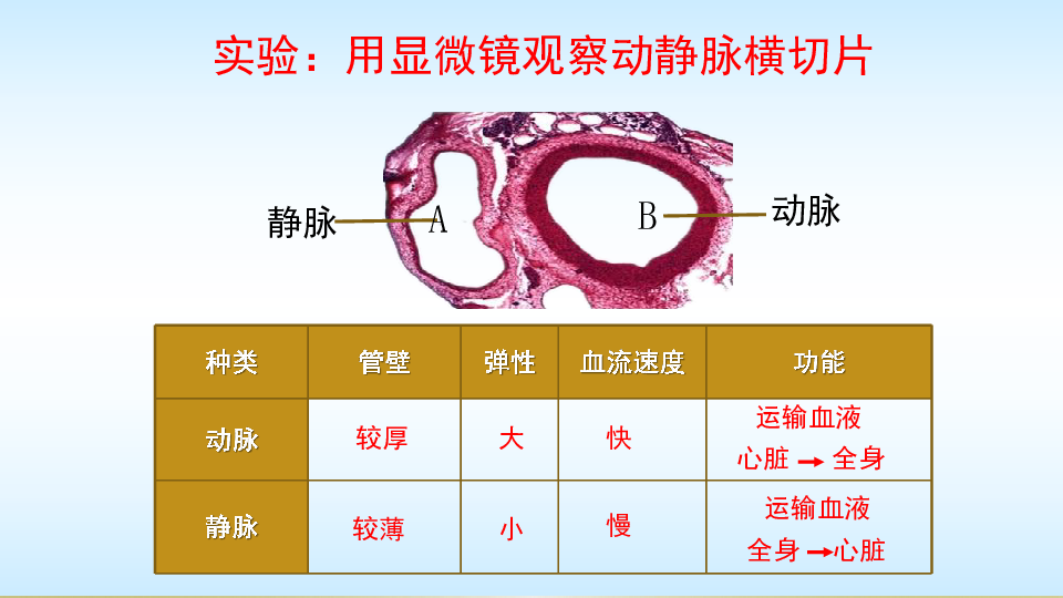 4.2 血流的管道——血管 人教版七年级下册生物课件(共16张PPT)
