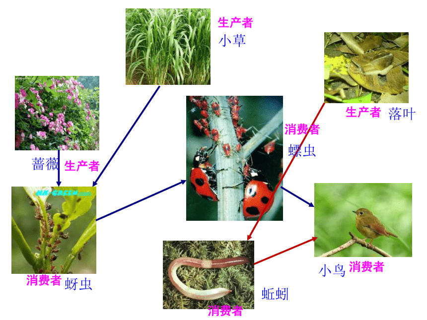 教科版五年级上册科学  1.5食物链和食物网    课件（17ppt）