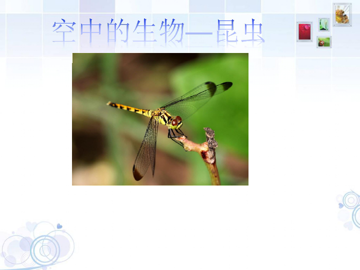苏科版生物七年级下册5.12.2 昆虫 课件(共25张PPT)