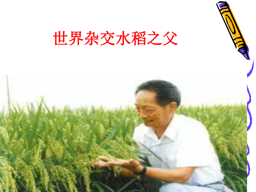 《世界杂交水稻之父》课件