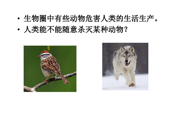 人教版生物八年级上册5.3《动物在自然界中的作用》课件(共41张PPT)