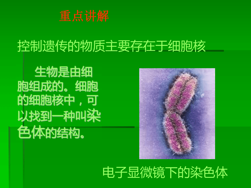 第2节  性状遗传的物质基础（课件）