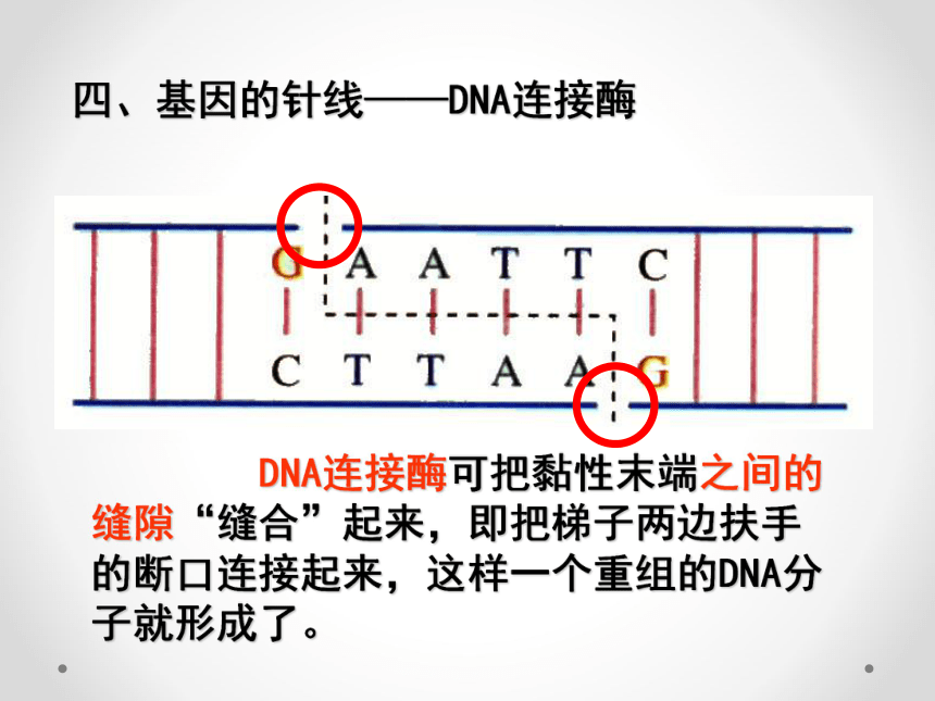 高中生物浙科版选修三第一章第一节工具酶的发现和基因工程的诞生（30张PPT）