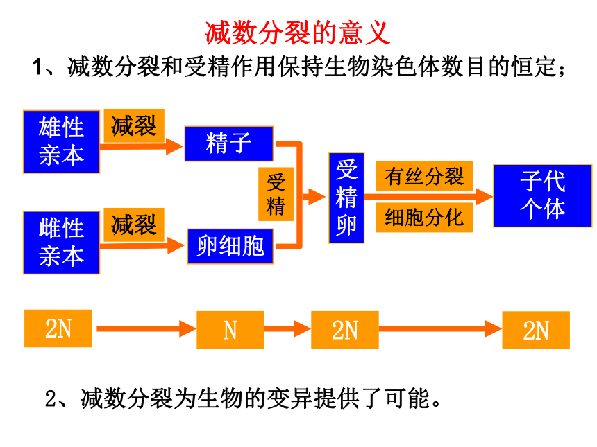 减数分裂中的染色体行为