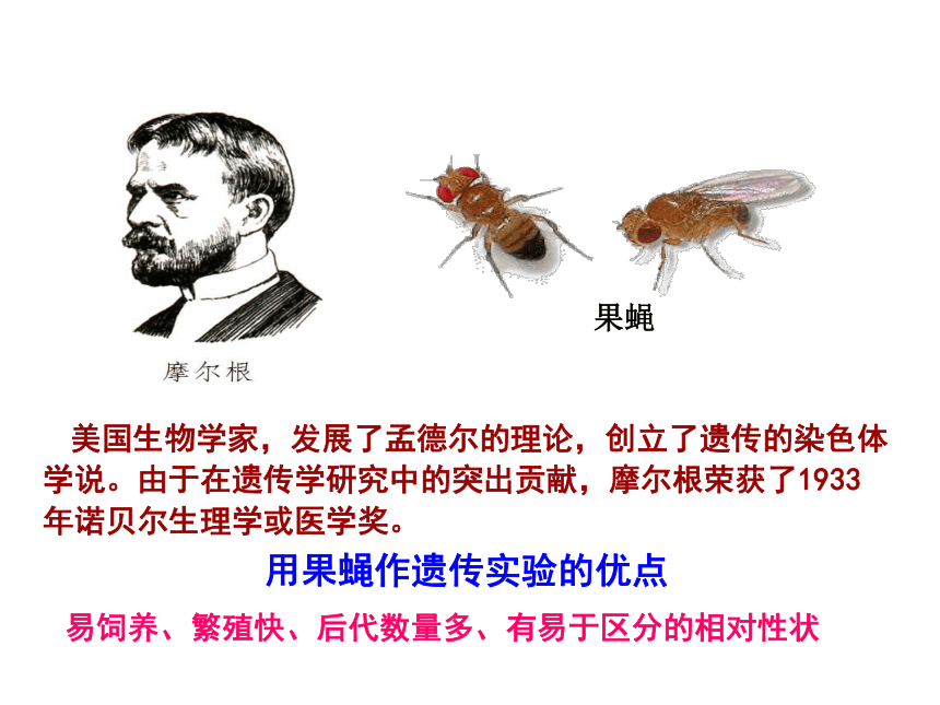 福建省晋江市季延中学人教版高中生物必修二课件：2.2基因在染色体上 (共33张PPT)