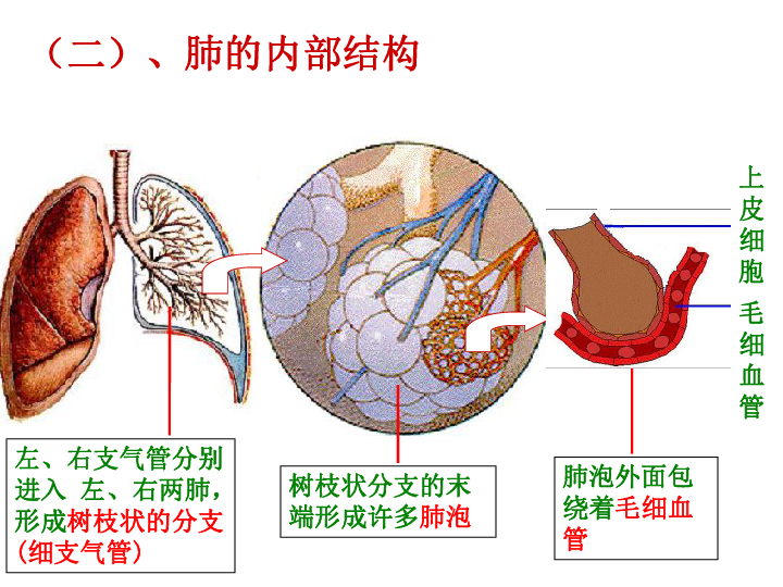 肺位于胸腔内,左右各一个(二),肺的内部结构上皮 细胞毛细 血管左,右