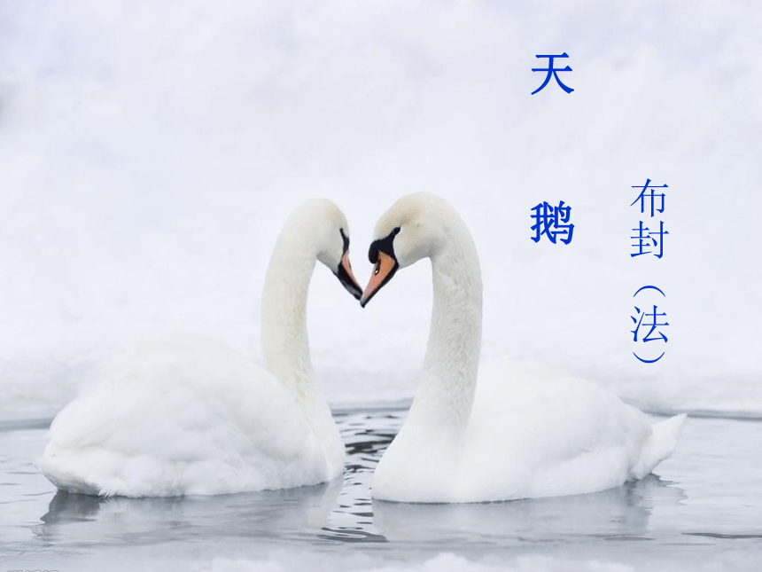 2015—2016高中语文北京版（必修4）第一单元课件：第4课《天鹅》（共33张PPT）