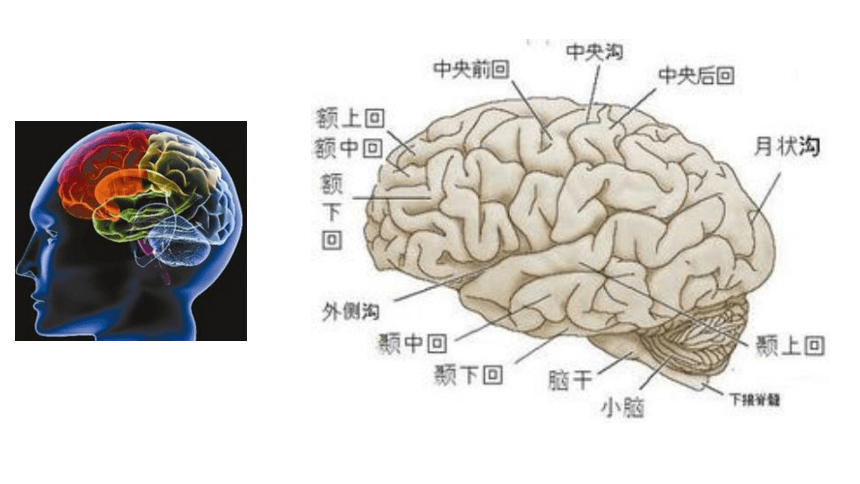 科学使用大脑 课件（19张幻灯片）