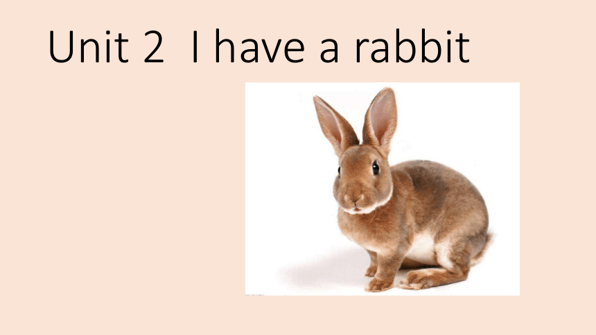 Unit 2 I have a rabbit 第一课时课件