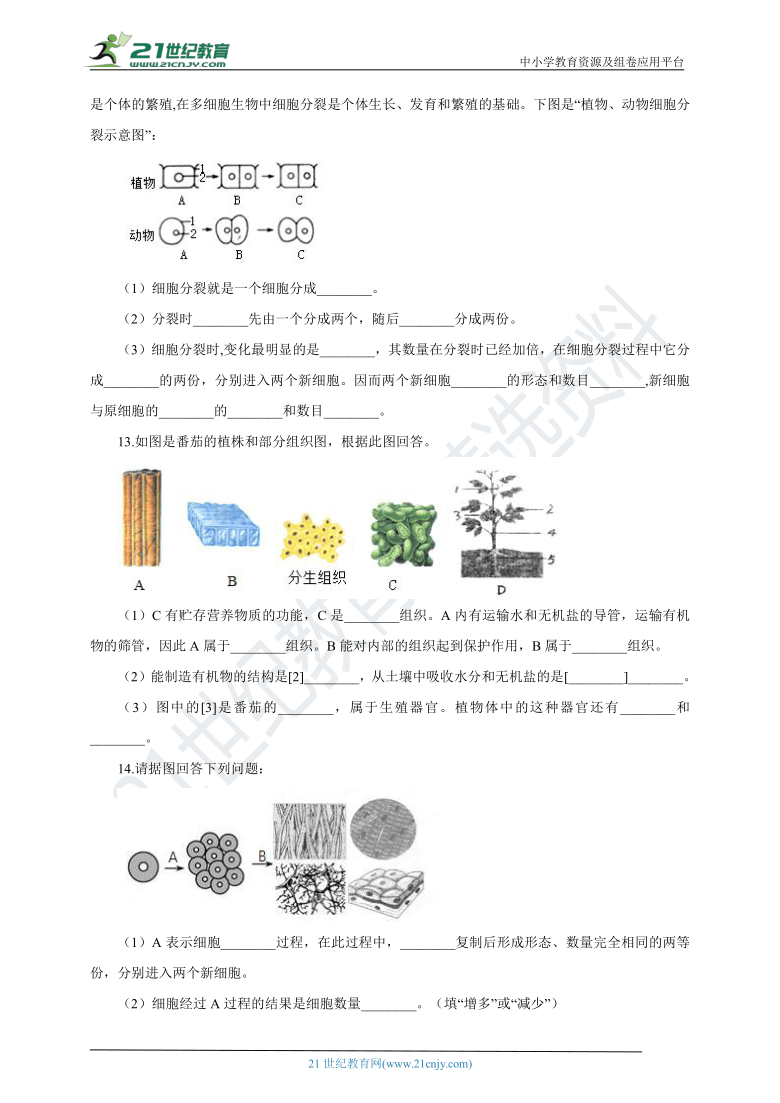 苏科版2021初中生物七下4.8.2细胞的分裂和分化 同步练习（含解析）